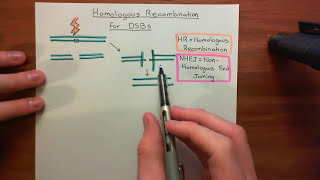 Homologous Recombination for Double Strand Breaks Part 1 [upl. by Oam174]