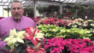 Poinsettia Care The Plant Farm® [upl. by Attelliw843]