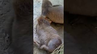 Siboni DICEKIK Sibona betinurgustiani siboni sibona otter berangberang [upl. by Davide]