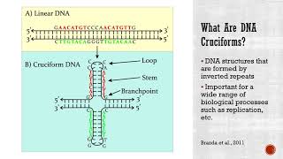 DNA Cruciforms Control Virulence in Vibrio parahaemolyticus [upl. by Nura]