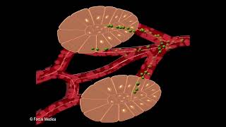 Types of Glands  Fundamentals of Biology [upl. by Quinlan]