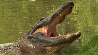 Aggressive Alligators 04 Time Lapse Speed x2 [upl. by Harras]