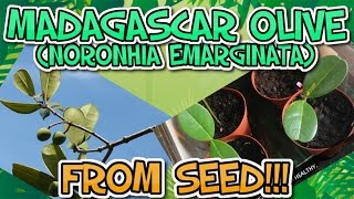 How to Grow Madagascar Olives From Seed [upl. by Inan]