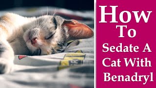 How to Sedate a Cat With Benadryl [upl. by Cline421]