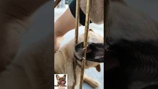 Puppy with amazing acting abilities dog pets animals [upl. by Chelsea]