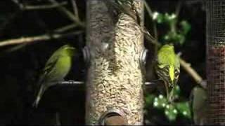 Eurasian Siskins Carduelis spinus [upl. by Ilat62]