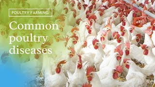 COMMON POULTRY DISEASES AFFECTING LAYERS AND BROILERS [upl. by Sydel]