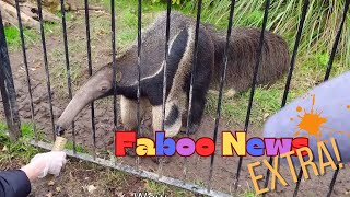 Feeding a Giant Anteater  What do Anteaters Eat  Faboo News Extra Good News For Kids [upl. by Nyliak]