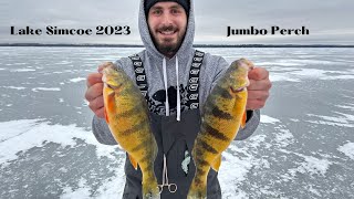 Ice Fishing Lake Simcoe Jumbo Perch 2023 [upl. by Siram]