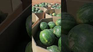 Pumpkins and Watermelon Factory shortsvideo shorts athomewithEden [upl. by Bartlett]