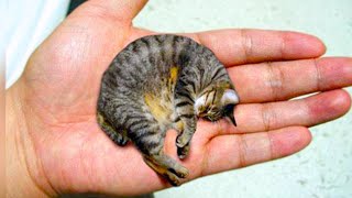 20 Smallest Cat Breeds In The World [upl. by Yelsa]