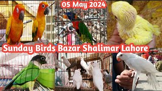 Yellow Blue Ring Neck Chicks  Affrican Grew Parrots On Cheap Rate In Shalimar Birds Bazar Lahore [upl. by Buyers]