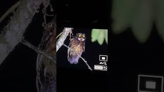 whitethroated screech owl Megascops albogularis  Owling tours birdingcolombia [upl. by Yrreiht42]