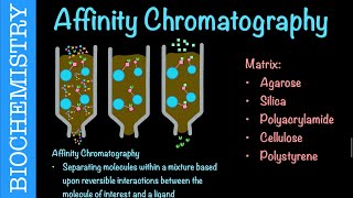 Affinity Chromatography  Biochemistry [upl. by Francesco]