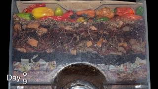 quotAround the Worm Bin in 80 Daysquot FAST timelapse  Vermicomposting with Red Wigglers amp Layered Food [upl. by Deden]