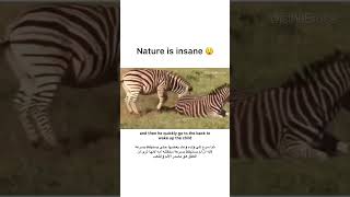 ZEBRA REVIVES WIFE AND SON AFTER INTENSE BIRTHDAY natgeo wildlife [upl. by Yerfoeg]