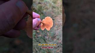 La fausse girolle 🍄🤢 champignon mushroom lozère [upl. by Yrruc]