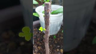 The Growth Journey of Fig Trees The Joy of Planting  Episode 110 [upl. by Raychel]