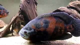 Introducing giant oscar cichlid to tank [upl. by Poucher863]