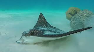 Spotted eagle ray Aetobatus narinari searching for food Bonaire Netherlands November 2011 [upl. by Anaher149]