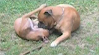 bullmastiff  boxer lovestory [upl. by Thomajan]