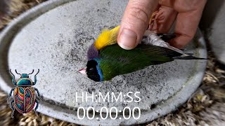 How Quickly Do Our Flesheating Beetles Eat A Rainbow Finch Time Lapse [upl. by Ahsiemaj]