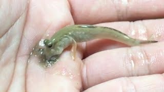 Feeding My Mudskipper [upl. by Remy]