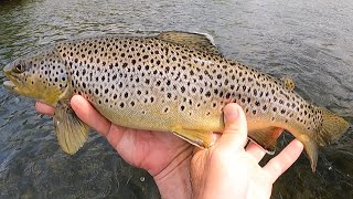 Fly Fishing for quotBIGquot Wild Trout of the Upper Delaware quotFishcationquot spot 3 [upl. by Paxon]