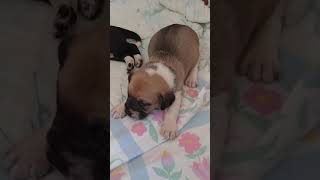 Distemper symptoms in 2 week old puppy [upl. by Eiresed]