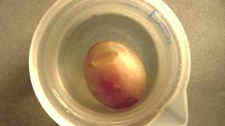 Osmosis demonstration with a raw egg [upl. by Arded20]