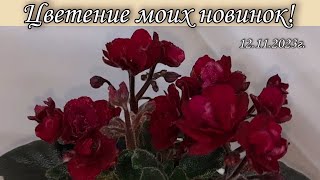 Обзорчики сортов Фиалки НОВИНКИ мини и полумини 12112023г [upl. by Henley]