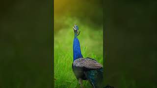 Peacock Dance to the Enchanting Tunesviralreels peacock dance shortsfeed [upl. by Arehc]