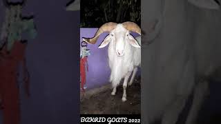 Chennai Bakrid goat amp sheep market  Retteri Shorts [upl. by Lekim]