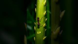 Ophiocordyceps fungus that turns ants into zombies ZombieAnts Fungus Nature CreepyFacts [upl. by Moll]