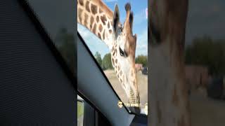 Autosafari Beekse Bergen  Safari Park  Netherlands  Wild animals atrocities  Zoo Tour  shorts [upl. by Lillith]