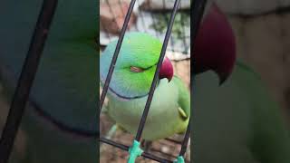 Parrot ko baat karne ka Sahi tarika🦜🤩 [upl. by Standford231]