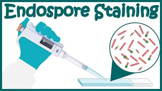 Endospore staining  Endospore stain procedure  Moeller and SchaefferFulton Methods [upl. by Daffy]