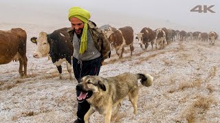 Terkedilmiş Dağlardan Eve Dönüş  Belgesel [upl. by Yeargain855]