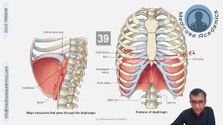 Diaphragm [upl. by Dimitris]