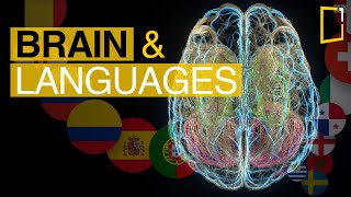 How Brain Works Animation Human Brain Structure amp Function Video Brain Lobes Anatomy amp Physiology [upl. by Eirot]