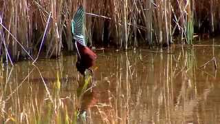 BIRDS OF DE COTA DONANA SPAIN AND EL ROCIO PARQUE NATURAL [upl. by Dachi]