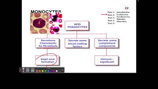 CH14 7 Leukocytes Monocytes [upl. by Rolan]