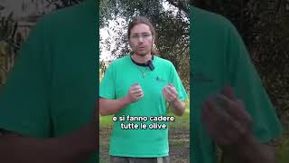 Come usare lABBACCHIATORE per raccogliere le OLIVE  GUARDA IL VIDEO COMPLETO [upl. by Hasty402]