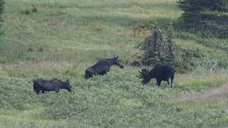 A Doublecrested Cormorant3 Moose A few Wapiti and a large Oncorhynchus clarkii [upl. by Yerhpmuh47]