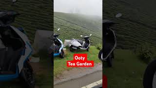 Beautiful Ooty Tea Gardens shorts travel ooty [upl. by Naul]