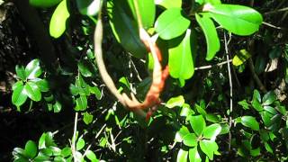 Capparis cyanophallophora Jamaican Caper [upl. by Vevina]