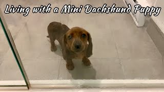 You know you live with a mini dachshund when [upl. by Latona]