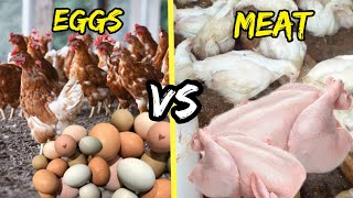 Raising Chickens For EggsMeat which one is more profitable [upl. by Nelrac]