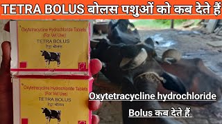 Use Veterinary TETRA BOLUS  oxytetracycline hydrochloride bolus for vet use  antibiotic bolus [upl. by Ayama]