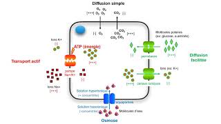 Les transports membranaires synthèse [upl. by Defant577]